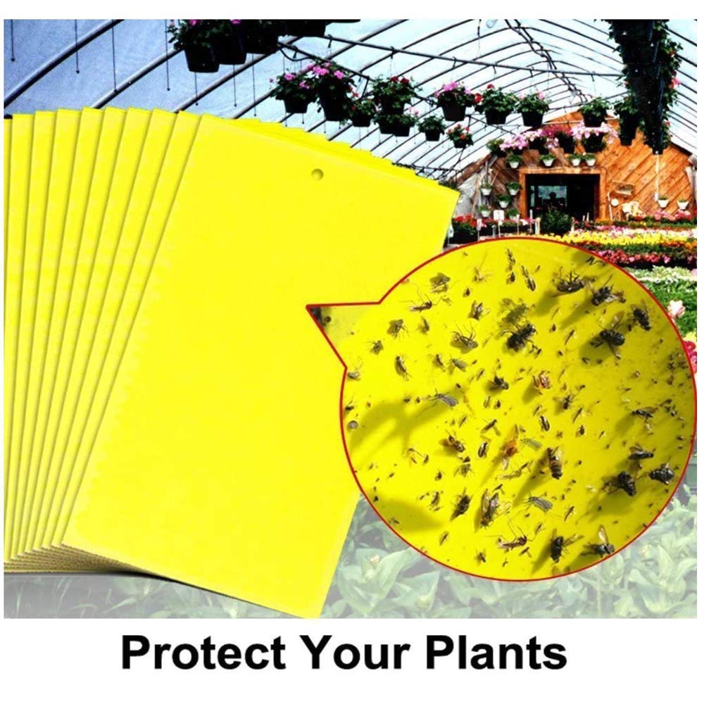 🔥【30 pcs】【Oferta por tiempo limitado】💥Tablero adhesivo de insectos de doble cara amarillo