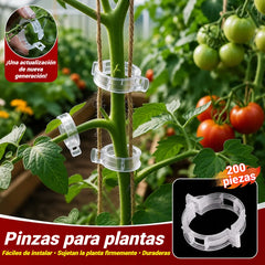 【🔥200 piezas】Clip de fijación para el crecimiento de plantas de plántula