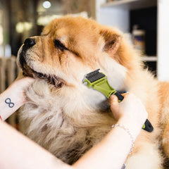 【Compra 1 y recibe 1 gratis】🐶✨ ¡Adiós a los nudos y al pelo por toda la casa! Peine 2 en 1 para mascotas 🐱