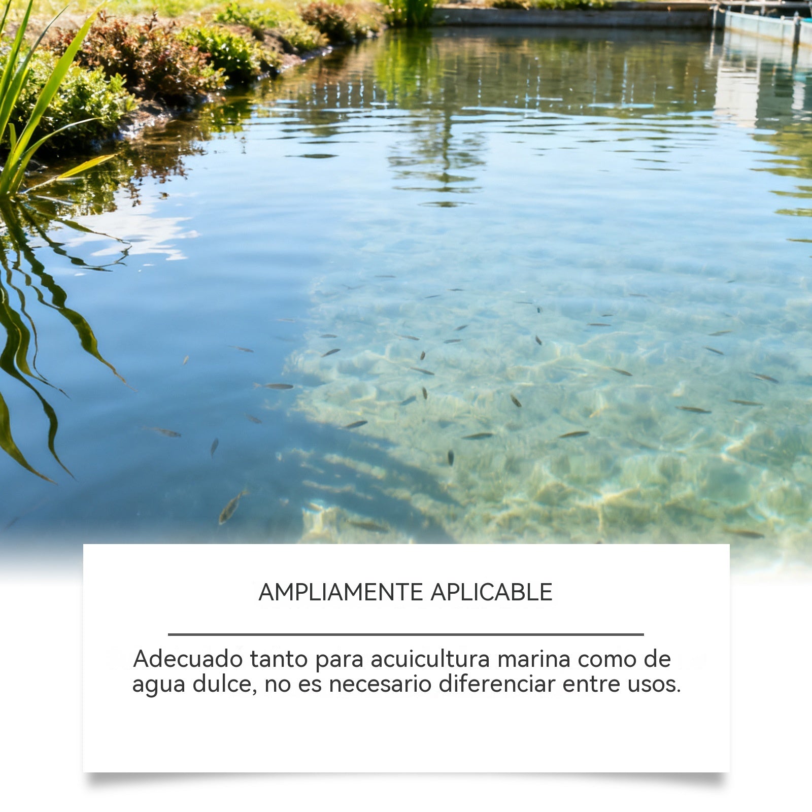🛡️【Compra 2 y llévate 1 gratis】🔍Agente clarificador profesional: fórmula avanzada, no tóxica, elimina partículas finas y residuos orgánicos. Apto para estanques de koi, acuarios y jardines acuáticos. 🐟💚💦